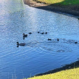 ducks in a pond